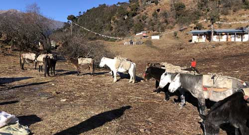Horses on trek in Bhutan TT6.