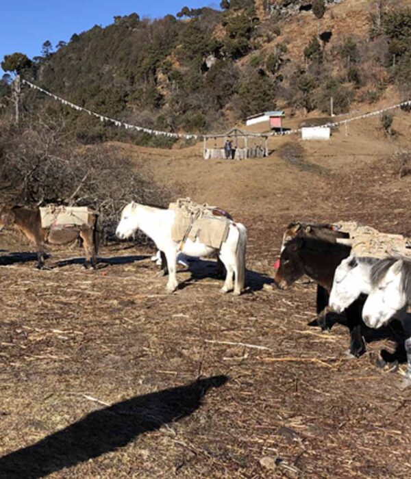 Laya Gasa Trek is for 12 days.